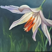" Fawn Lily "